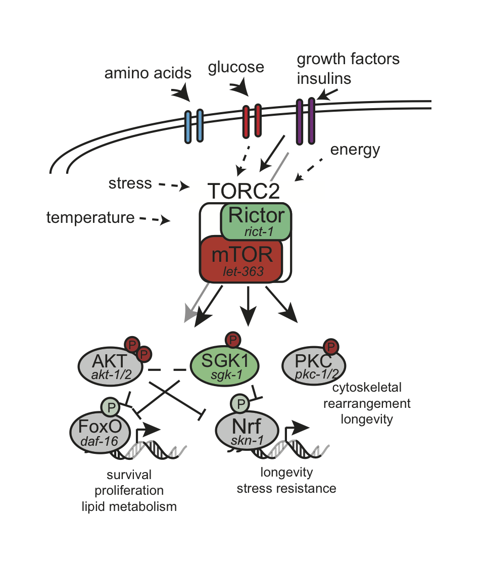 TOR complexes are involved in nutrient homostasis